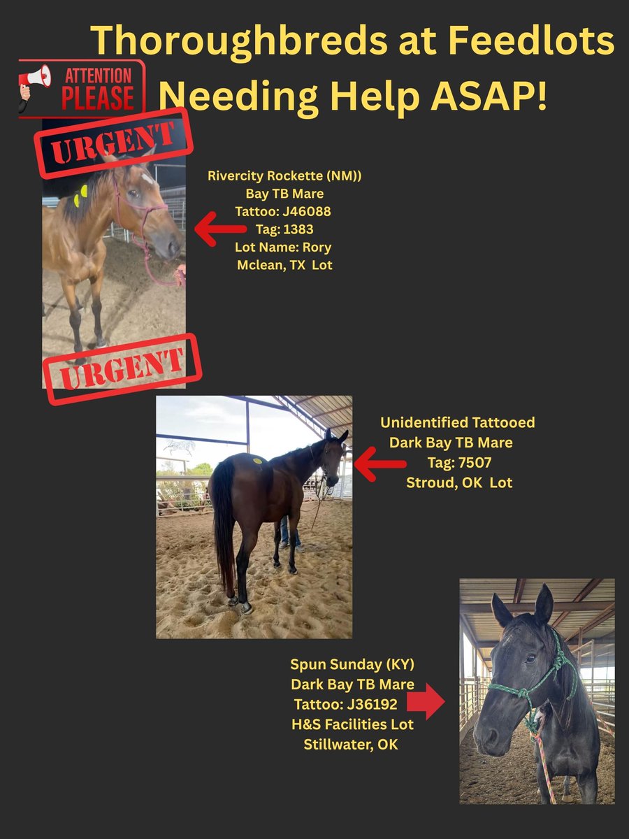 RACEFund's tweet photo. 🚨‼🚨‼🚨‼🚨‼🚨‼🚨🆘🆘🆘🆘🆘👉 Poster 09-29-26. Several Thoroughbreds still needing help and we cannot help them as our moratorium is still in place. There is a new horse on this poster that was born in Great Britain. No horses are safe no matter where they were born. 
These horses would not be ending up at these lots if the industry would put forth the proper funding and infrastructure to protect them better and circumvent lower level auctions. Until that is put in place and the industry puts the horses first, they cannot claim how much they love the horses and how much they have done for them. There are no more excuses. Action is needed now.  
👉Note: These are only the Thoroughbreds we are currently aware of. Furthermore, we have no affiliation with the lots.
@jockeyclub @BreedersCup @keenelandracing  @theTDN @PastTheWire @KYTbred @RepoleStable @PatCummingsNTA @westlakeracing @ThoroughbredRA @EponaInitiative @KateMaddenSC  @UKRacingInfo