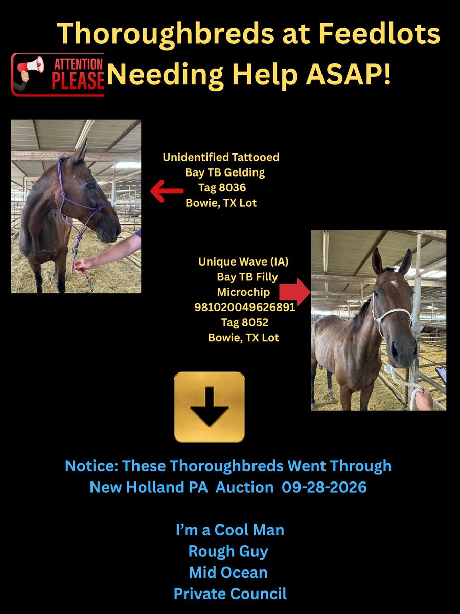RACEFund's tweet photo. 🚨‼🚨‼🚨‼🚨‼🚨‼🚨🆘🆘🆘🆘🆘👉 Poster 09-29-26. Several Thoroughbreds still needing help and we cannot help them as our moratorium is still in place. There is a new horse on this poster that was born in Great Britain. No horses are safe no matter where they were born. 
These horses would not be ending up at these lots if the industry would put forth the proper funding and infrastructure to protect them better and circumvent lower level auctions. Until that is put in place and the industry puts the horses first, they cannot claim how much they love the horses and how much they have done for them. There are no more excuses. Action is needed now.  
👉Note: These are only the Thoroughbreds we are currently aware of. Furthermore, we have no affiliation with the lots.
@jockeyclub @BreedersCup @keenelandracing  @theTDN @PastTheWire @KYTbred @RepoleStable @PatCummingsNTA @westlakeracing @ThoroughbredRA @EponaInitiative @KateMaddenSC  @UKRacingInfo
