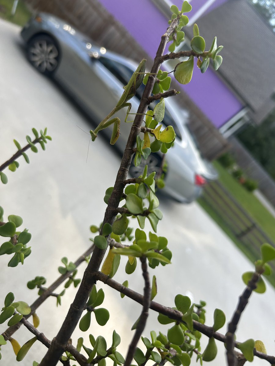 evilbipervert's tweet photo. Guys look at the mantis I found on my moms plant https://t.co/lJrE9pPHr8