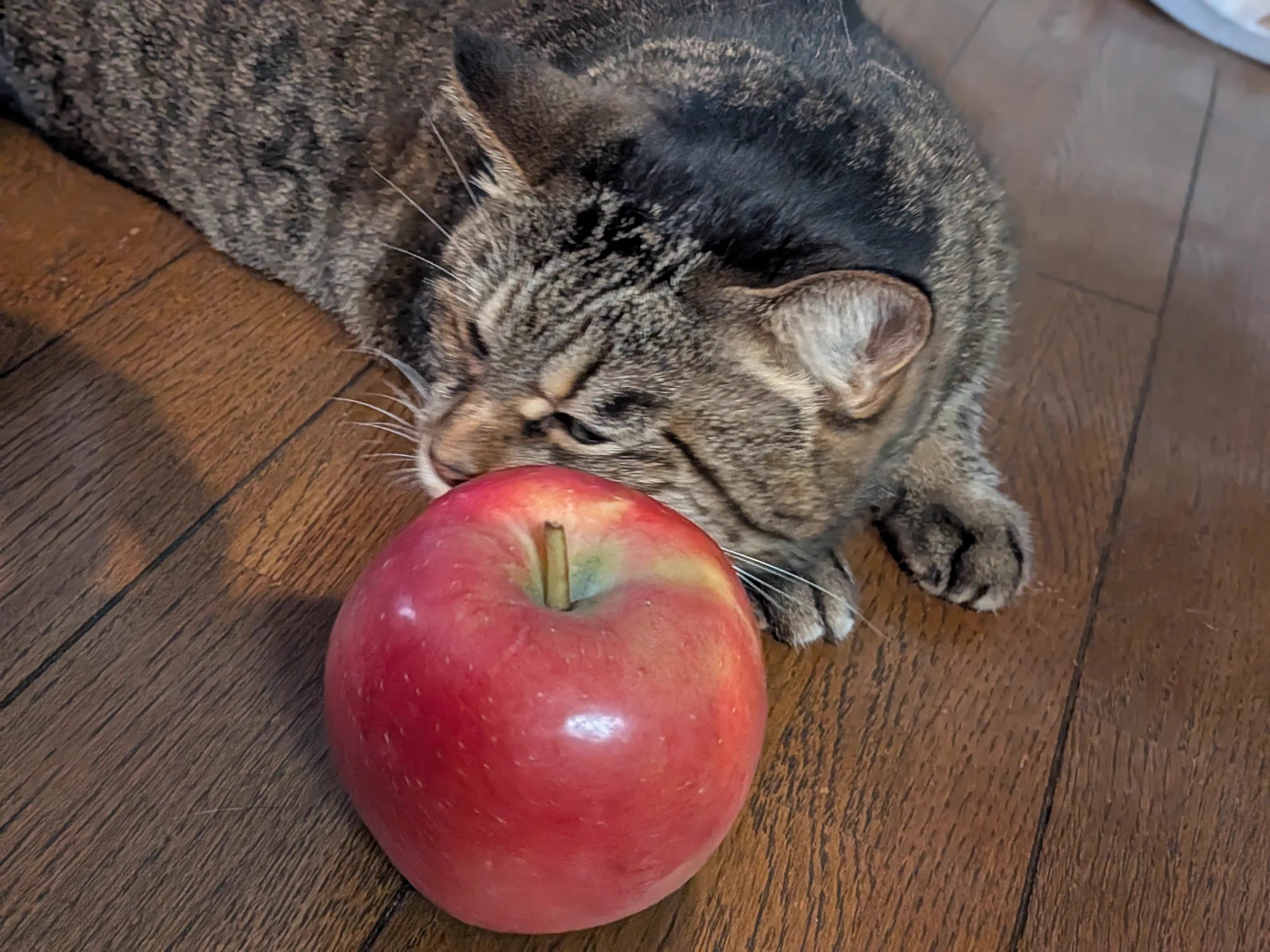 💫楪組🌿スパイク🐱木更津✡️🦒🐈💣📛🐶🌰🌟🧸🍓🐻🍯🐣 on X