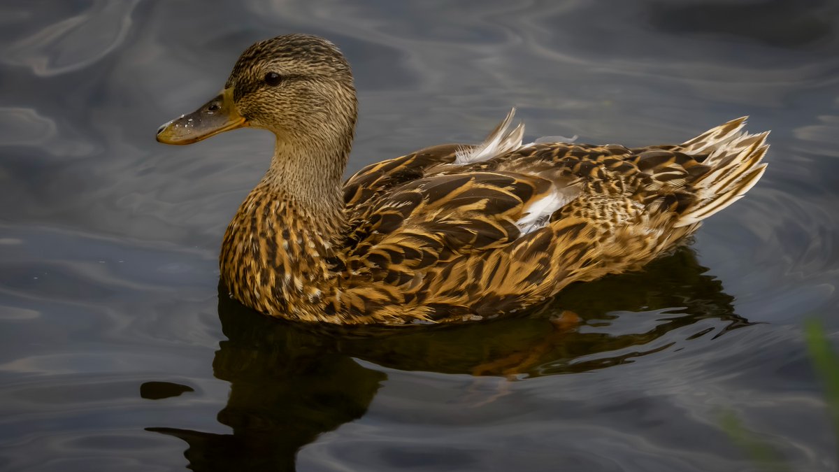 JeniferMisz6's tweet photo. Peacefully drifting through the ripples! Captured this stunning mallard hen calmly floating on the water, revealing intricate feather patterns and rich earthy tones. Peterborough, Ontario, Canada. https://t.co/bLwQnM1XTu