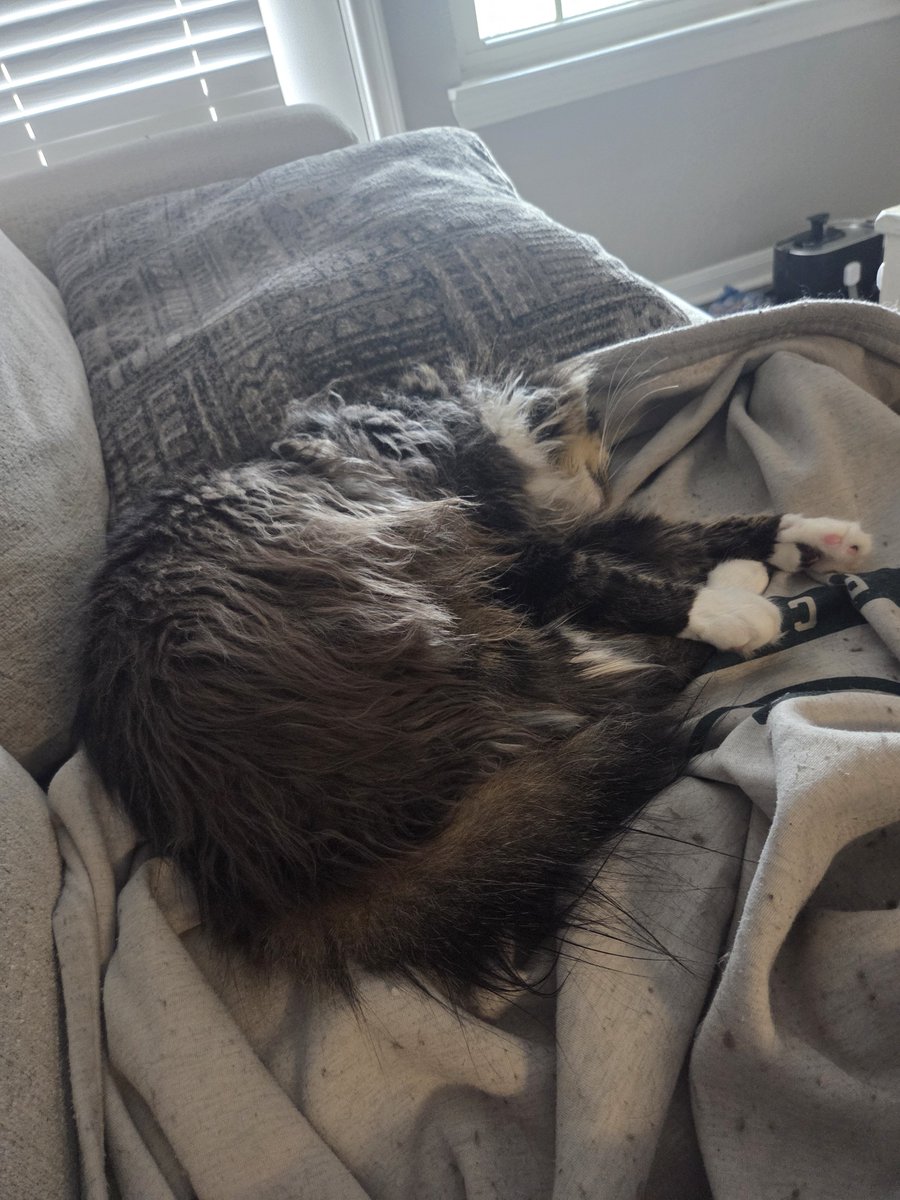 sheriffofgay's tweet photo. Big bitch crawled all over me during my telehealth appt than passed out as soon as the appt ended https://t.co/reXMFuUtoN
