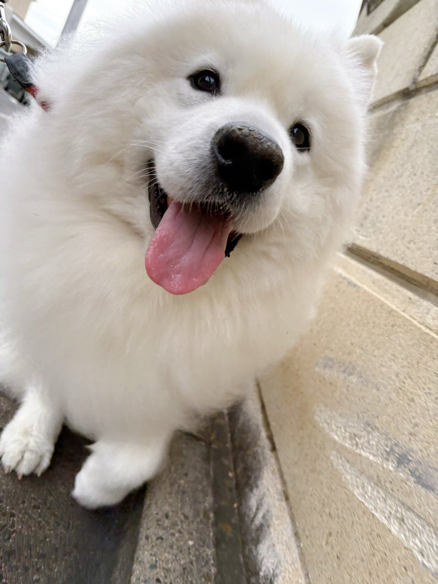 samoyedsunny's tweet photo. おはようございもふもふ😊 https://t.co/iY4B5CLARo