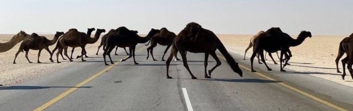 h_98fr's tweet photo. نداء الليله..أرجعي لي رجوع البدو لأرضٍ حنون..! https://t.co/XscSjAKDl5