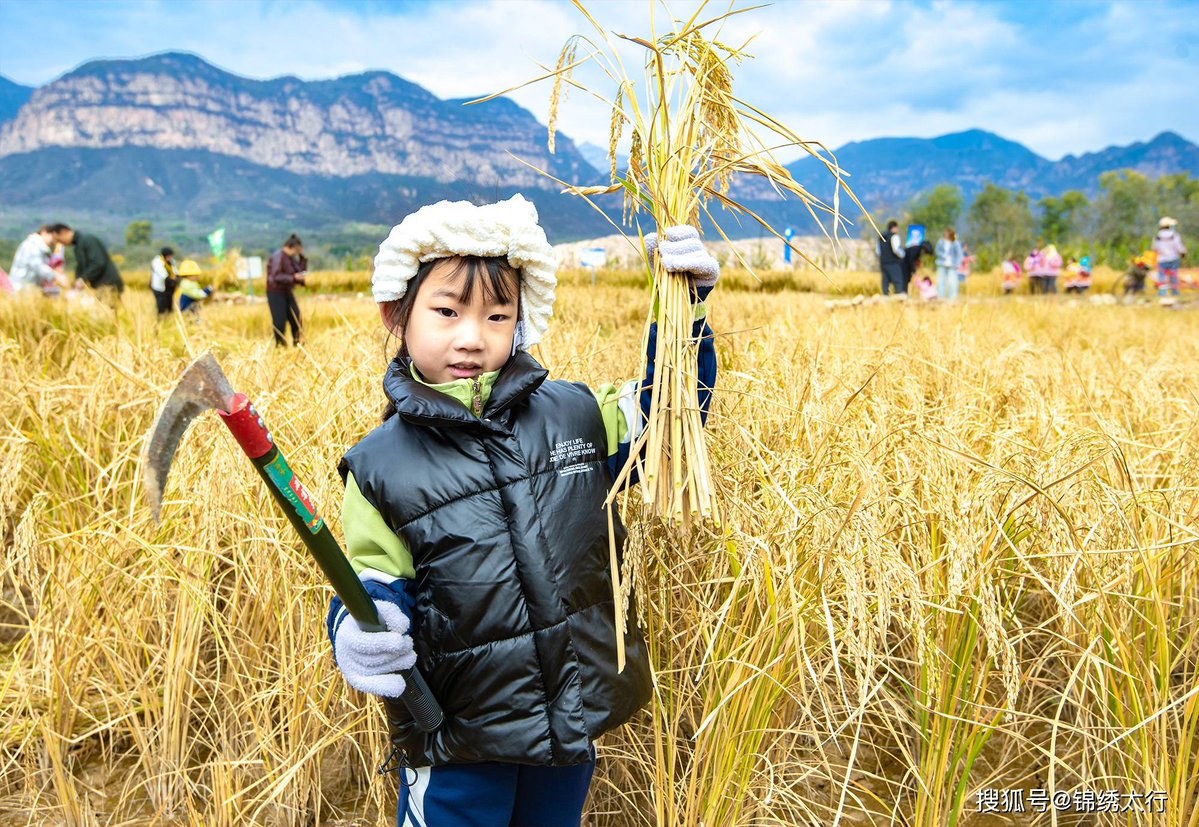 dash_vicki__d87's tweet photo. This hot summer, follow the wind, I called on friends to harvest rice together. https://t.co/8Px5GrY4BY