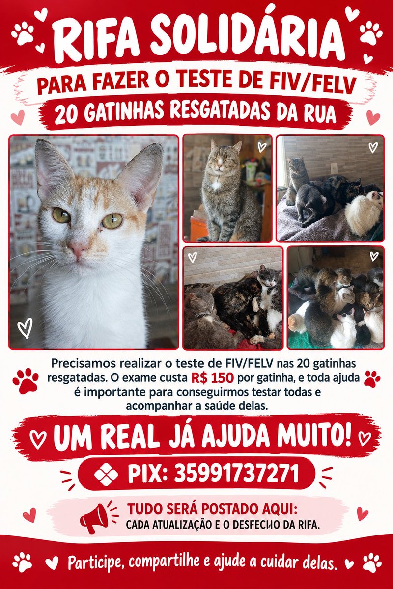 28bebesajuda's tweet photo. oi gente, eu sou a lia e cuido sozinha de 28 animais. preciso testar as gatinhas pra fiv/felv e é 150 cada uma. pode favor, me ajudar com qualquer quantia?

pix deles: 35991737271 https://t.co/uHqPqiXIe8
