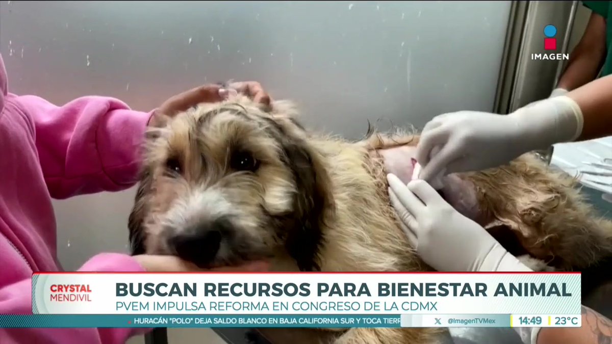 A news broadcast screenshot from Imagen shows a scruffy dog being comforted while receiving medical treatment, with the headline 'BUSCAN RECURSOS PARA BIENESTAR ANIMAL' presented by Crystal Mendívil.