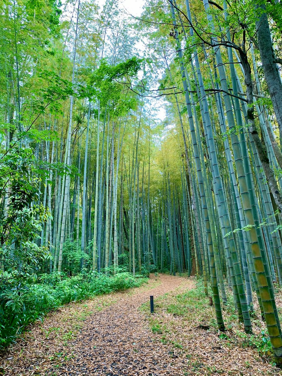 james_rob36_18d's tweet photo. [Let’s release the silent beauty unfolding by the path!] https://t.co/tHKzA24to3