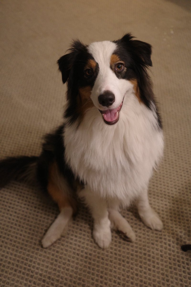 copernicus335's tweet photo. ぼくね子犬の頃からこの座り方なの https://t.co/uRpmwOE5rs