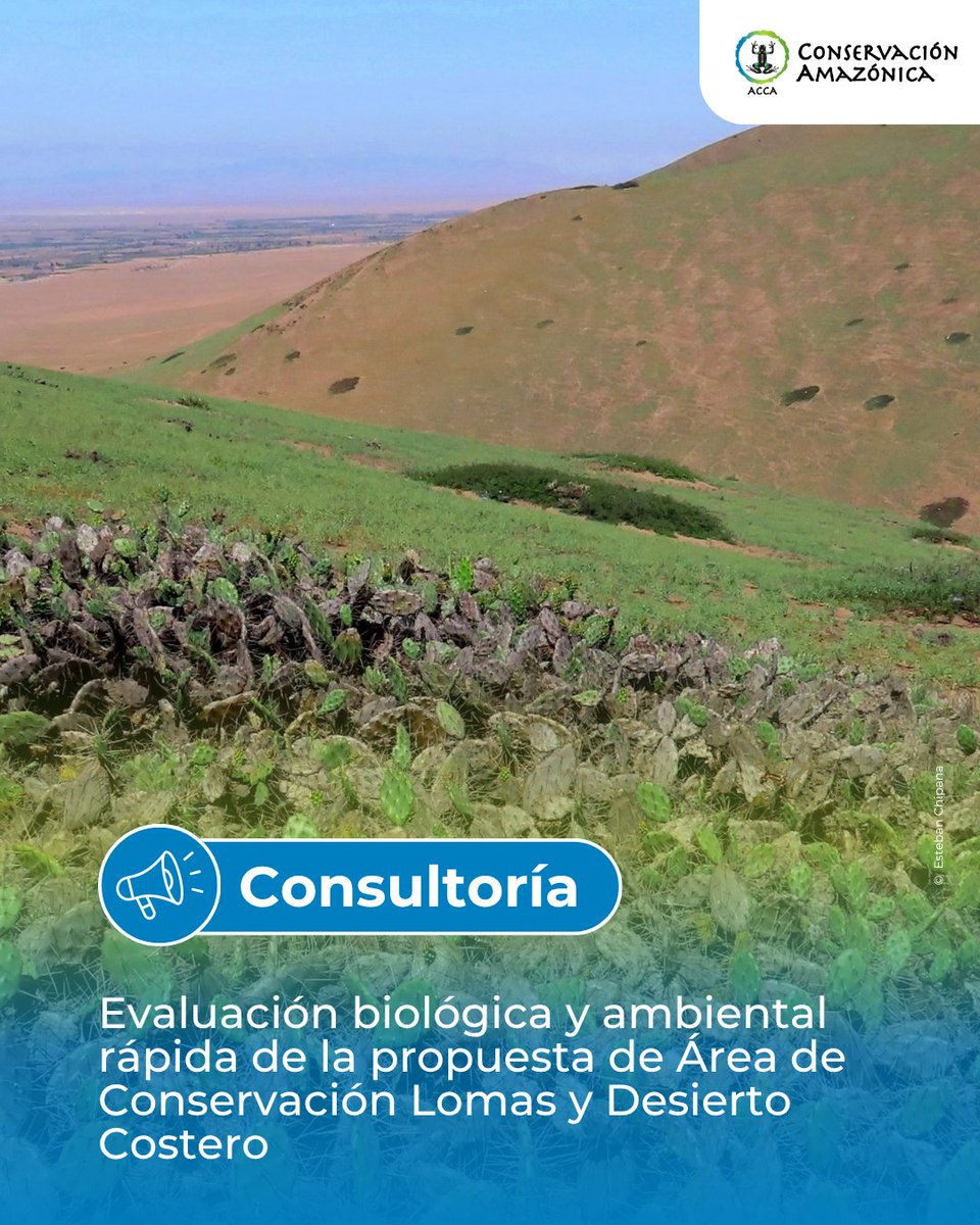 amazonacca's tweet photo. Buscamos una empresa consultora con experiencia en investigación biológica y ambiental para realizar una evaluación rápida de biodiversidad y estado de conservación en el ámbito de la propuesta de ACR Lomas y Desierto Costero – Moquegua.

👉 Más info: https://t.co/NYEy42byte https://t.co/kiYsWvotT8