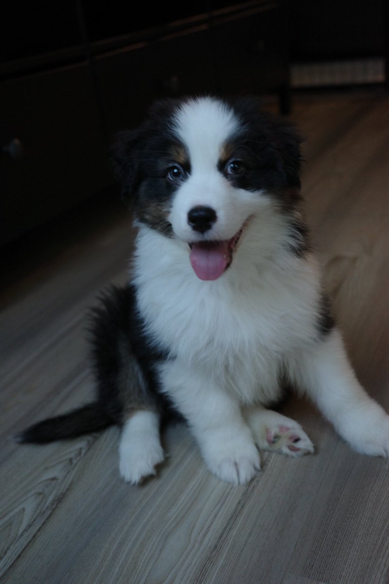 copernicus335's tweet photo. ぼくね子犬の頃からこの座り方なの https://t.co/uRpmwOE5rs