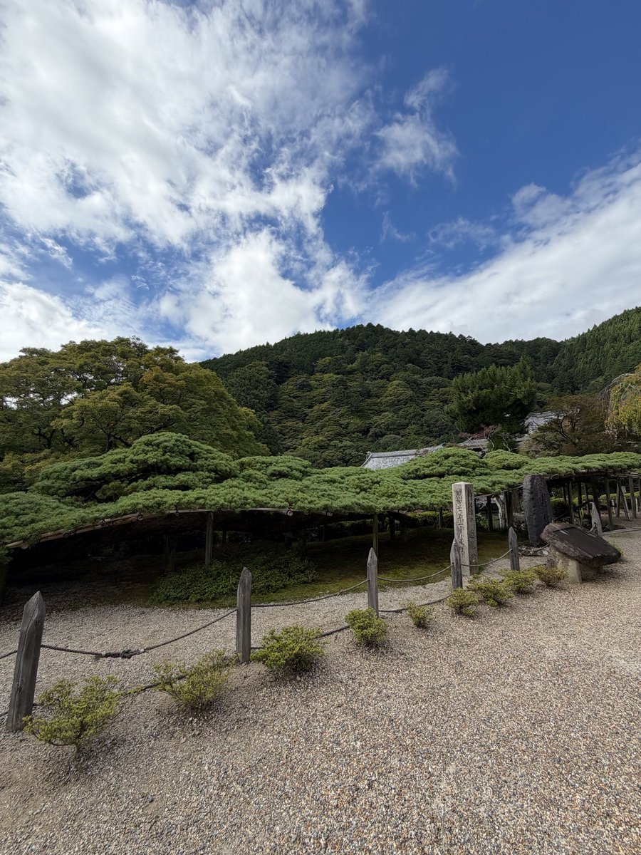 snaka110's tweet photo. おはようございます。西国33所特任中先達の旅は札所20番善峯寺にお参りしました🙏9/21参拝  徒歩の方は見なくて到着。ここの門は迫力があり画になります📷 今日は外から読経して納経所をへて 🌲を見に上へ日本一の松は立派です。満足して後にしました🙏 #西国巡礼 #善峯寺 #遊龍松 https://t.co/zrOrClGizk