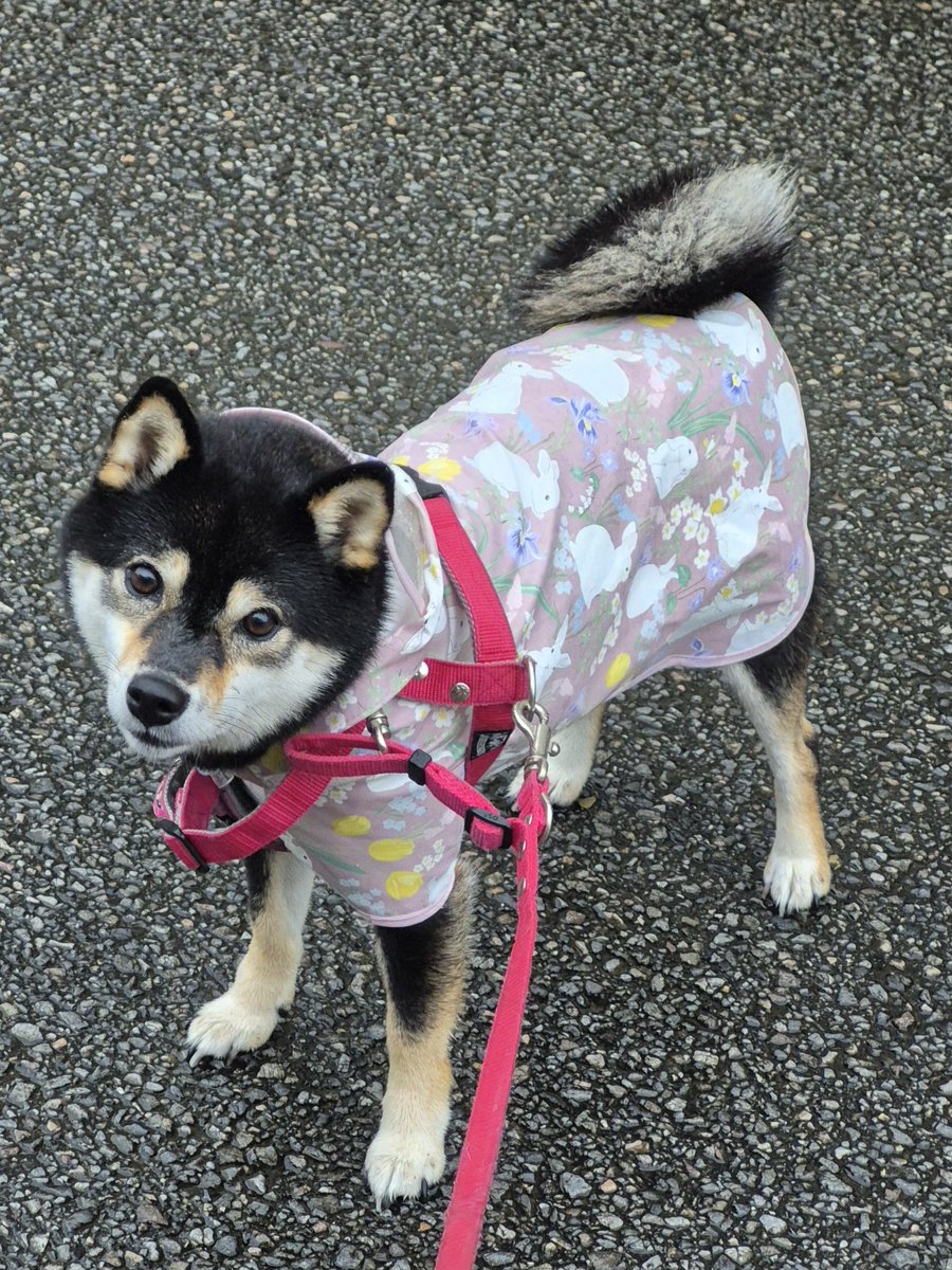 UX25o1's tweet photo. 今日も雨☔いい加減散歩嫌になるね🐺 https://t.co/BCMJXUY0YR
