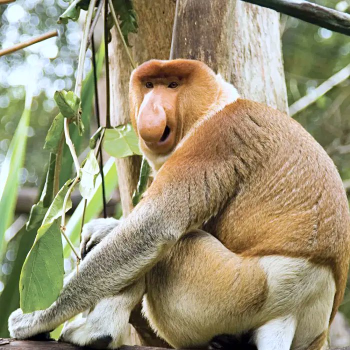 Tabini1997's tweet photo. @AnumRanj48587 Proboscis Monkey https://t.co/uqTi0IuTiA