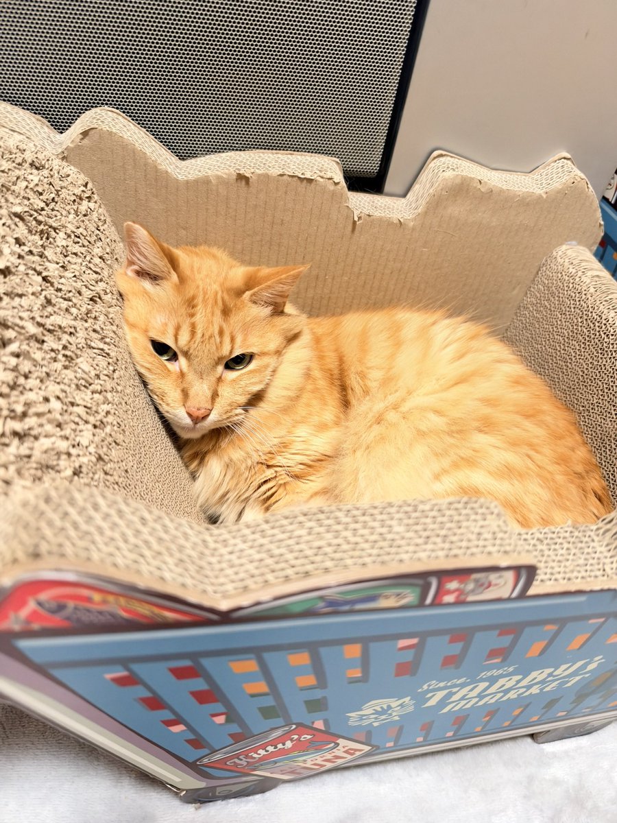 ClubCats4's tweet photo. おはようございます。
ブラッシング待ちな
セピ♂
ちょい上目遣い。☺️

ようやく長雨の出口が見えたかしら。

今日もご安全にお過ごしくださいませ。

#猫　#ネコ　#ねこ　#cat https://t.co/rBPqkVJbHj