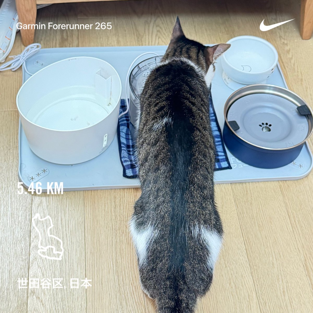 junko0713's tweet photo. 2026/09/24

今日のお題は「30分ジョグ」

今日は雨も上がって良い天気でした。

まだまだ体は回復途中ですが、朝ランはしっかりやってきました。

Nike⁠ Run Club アプリで 5.46 kｍを走りました

#ランニング
#GARMIN https://t.co/gvDgVuSwbc