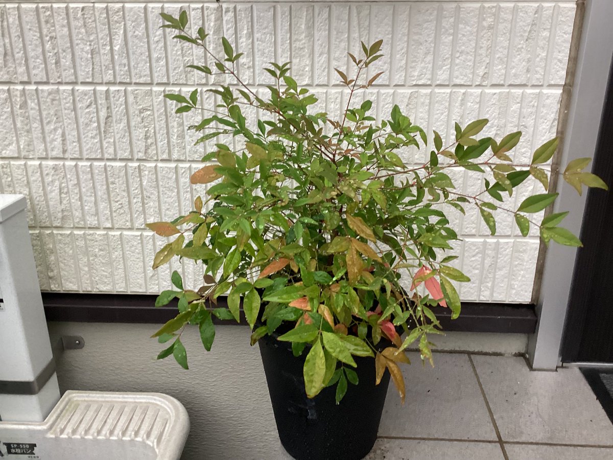 MIYAKO20221's tweet photo. おはようございます☕️
最高21℃最低18℃☔️🌧️
今日も雨模様で気温も上がらない予報です。

南天の木の苗木が少し大きくなったので2度目の植木鉢を変えました。
年始に買った時の写真をゴミ箱に入れたみたいで参考になりませんが確実に伸びてきています。 https://t.co/rIoIP494yz