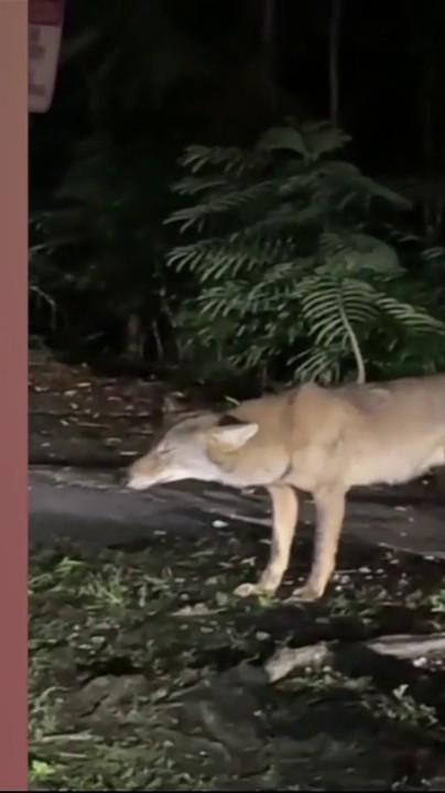 A nighttime trail camera photo capturing a coyote or fox-like animal walking along a dirt path beside lush green ferns.
