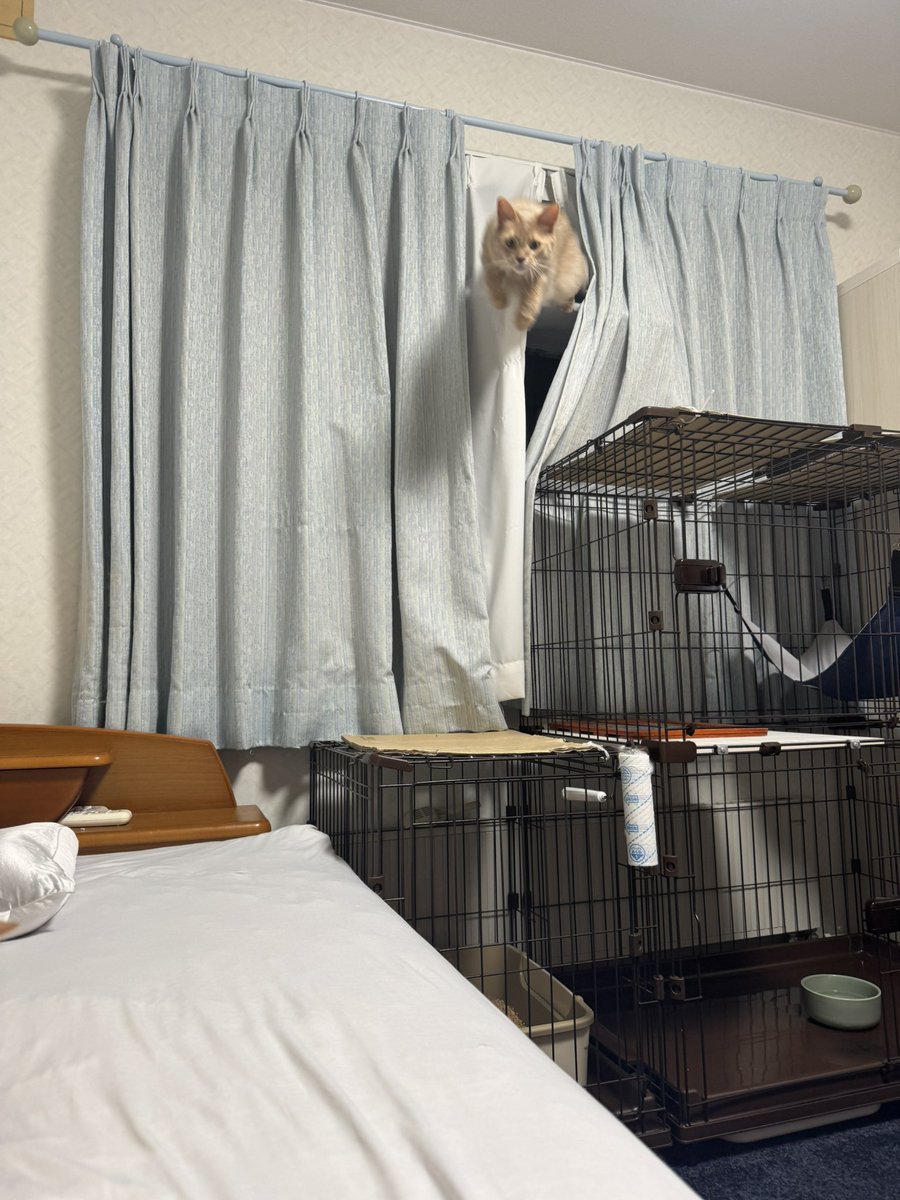 nagi_hayate0510's tweet photo. おやついる？（小声）と聞くと文字通り飛んで来る猫
#猫　#ソマリ https://t.co/h0dOjp4AGb
