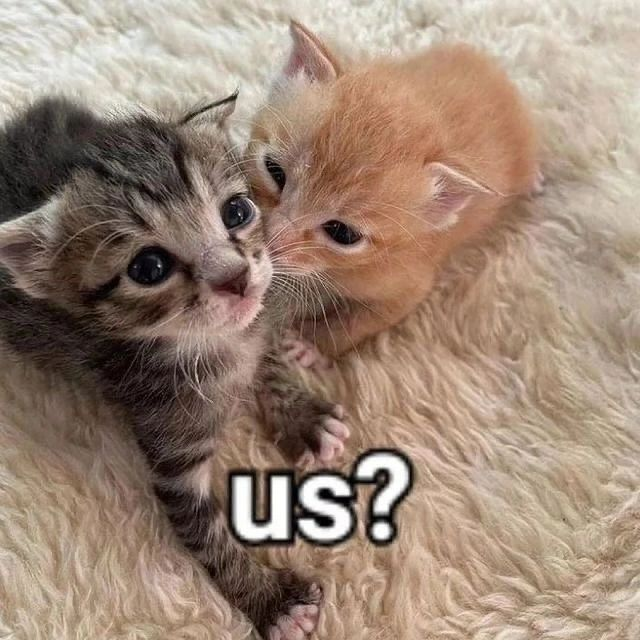 PunchingCat's tweet photo. https://t.co/7Ltn3uNNOz