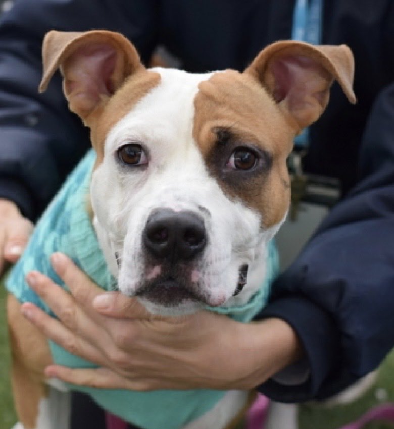MoishesMom's tweet photo. Jollof • TBK 💉Oct 1️⃣ • NYCACC 

He’s a puppy who’s been stray, adopted &amp; returned…reported to have guarding issues &amp; a bite history…

They’re railroading this puppy to the kill room 😤

https://t.co/SWR12qOo5I https://t.co/PnHQeYppof