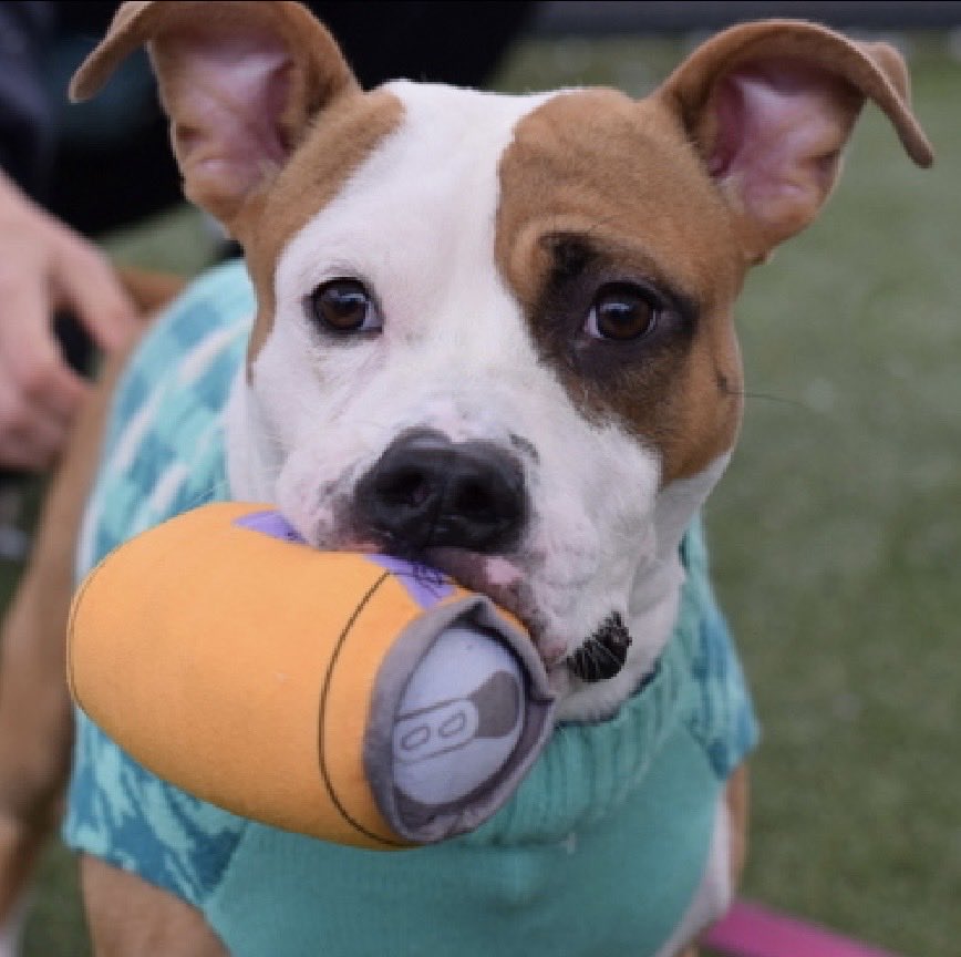 MoishesMom's tweet photo. Jollof • TBK 💉Oct 1️⃣ • NYCACC 

He’s a puppy who’s been stray, adopted &amp; returned…reported to have guarding issues &amp; a bite history…

They’re railroading this puppy to the kill room 😤

https://t.co/SWR12qOo5I https://t.co/PnHQeYppof
