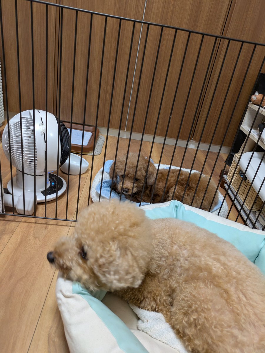 turuhime7's tweet photo. いつも一緒にいるんだけどこうくんがてんかんになっちゃってからお留守番は分離(T_T)　寂しそう　#てんかん　#トイプードル　#ティーカッププードル https://t.co/w0GgyKwNsH