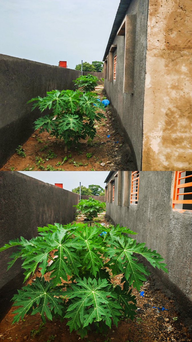 AmanaProjects's tweet photo. Al hamdulilLah, aujourd'hui nous vous faisons un compte-rendu de l'avancée des travaux de l'école de Koudy, dans le sud-est du Sénégal.
Qu'Allah facilite la suite et récompense en bien tous les donateurs ! https://t.co/9PSQ9BfGuP
