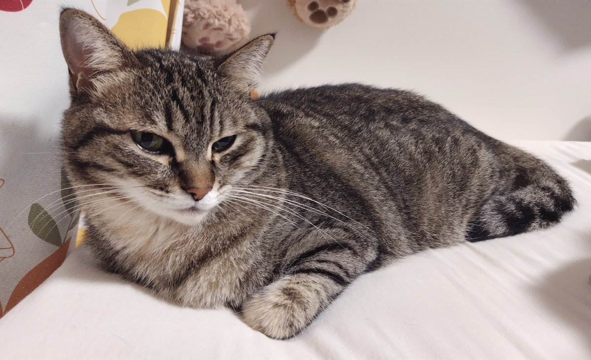 cat_56chan's tweet photo. おはよ〜ちょっと寒いし早起き拒否 https://t.co/qQkZqqv5AV
