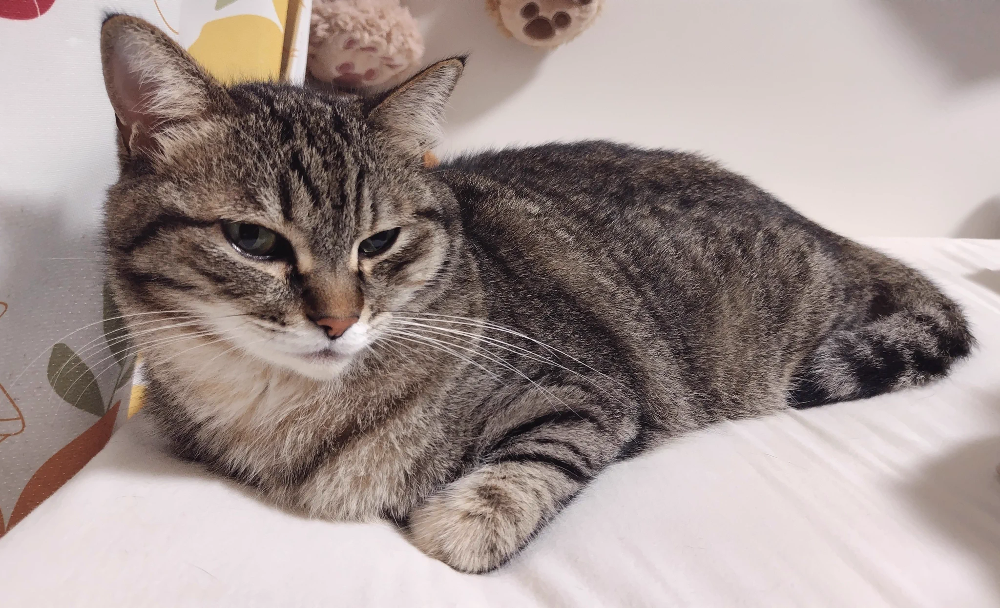 ゴロー🐾 (@cat_56chan) / X