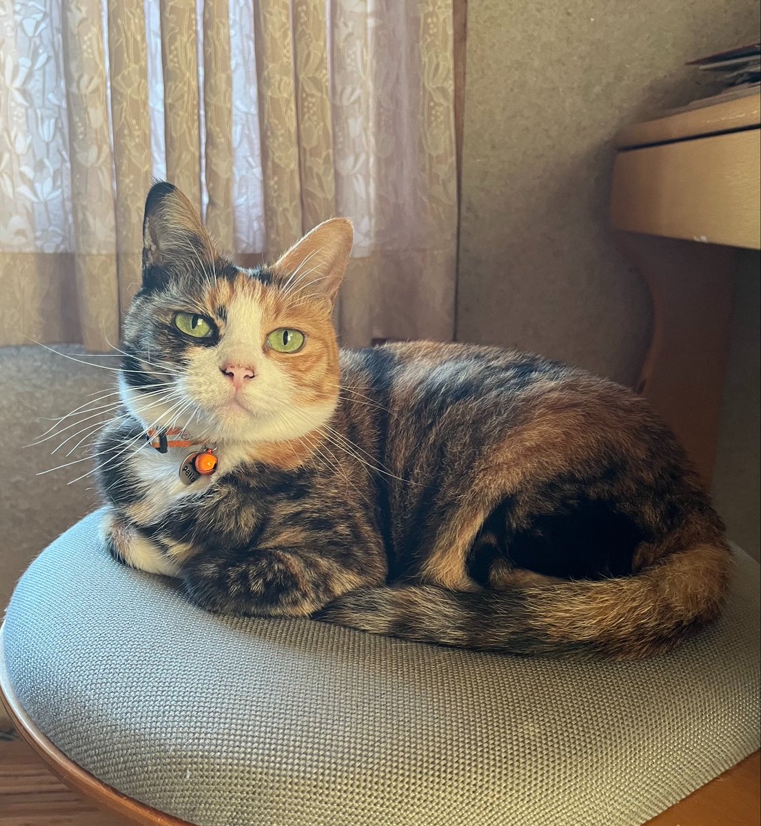 ponrin0830's tweet photo. おはようございます☀️
もう9月最終日⁉️
涼しくなってきて
おててないないニャンズ😺
#猫好きさんと繋がりたい
#猫のいる暮らし https://t.co/XQkYbHMbtQ