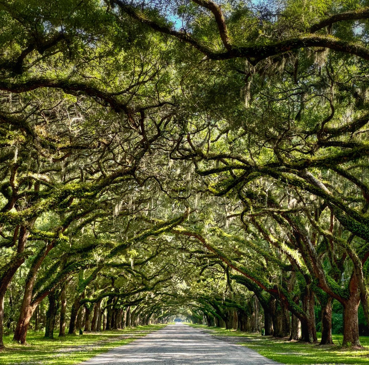 DMiller52325459's tweet photo. let the trees do the talking… https://t.co/9v5vSCwp1n