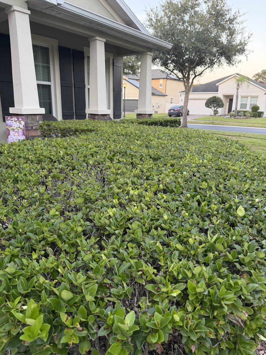 DieselBABE20's tweet photo. Nothing like a freshly trimmed bush, am I right?? https://t.co/BlUcUtfbHu