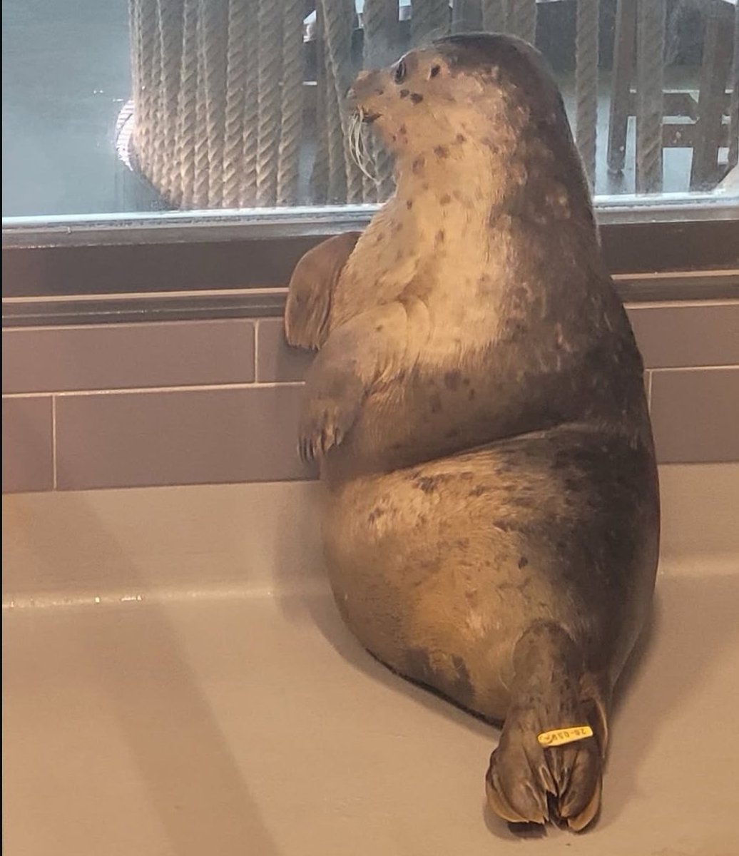 Sealyne_'s tweet photo. Oh lonesome seal.. https://t.co/TjOnCULmGX