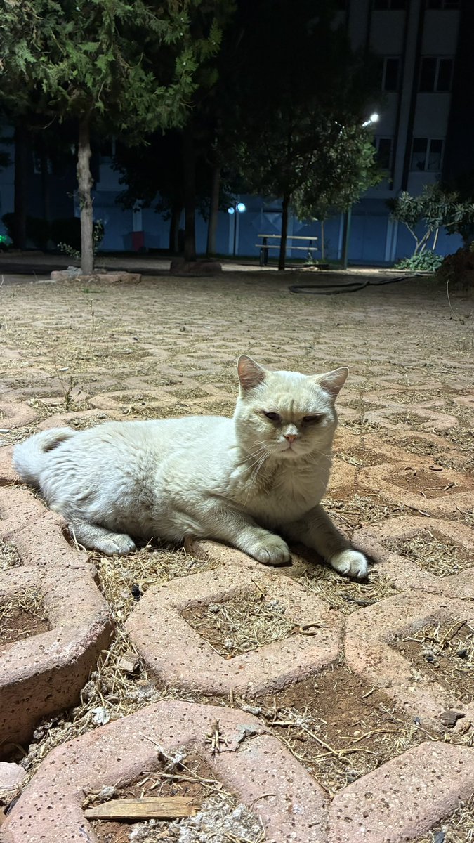 piyardiyin's tweet photo. Çok akıllı dünya tatlısı British cinsi bir kedi buldum sokakta. Çocukların ellerinde oyuncak olmuştu, diğer kedilerden dayak yiyordu. Sokağa atılmış olma ihtimali yüksek kısırlaştırılmış. Şimdilik veterinerde.Onu çok sevecek ailesini, yuvasını arıyorum. Gaziantep ve çevre iller🙏 https://t.co/g9WYco13dq