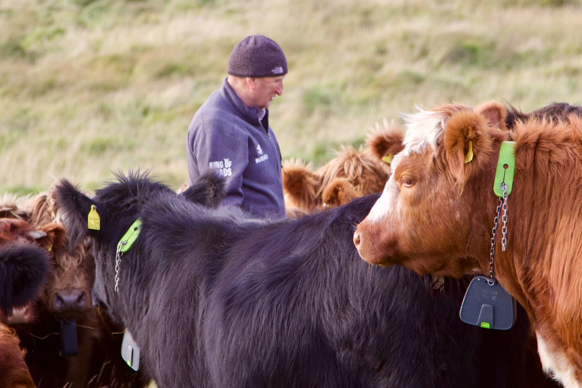 armadalefarm's tweet photo. Good discussions and shared ideas from @NatureScot  ’s team working on 30 by 30. We looked at areas of hill, inbye and land running down to the coast . Different approaches needed throughout the year to hopefully deliver positive outcomes 🐂🐑 🦌 💚 🌱 🌳 
https://t.co/Q7xJnr0pfe https://t.co/y9zuYxFkfi