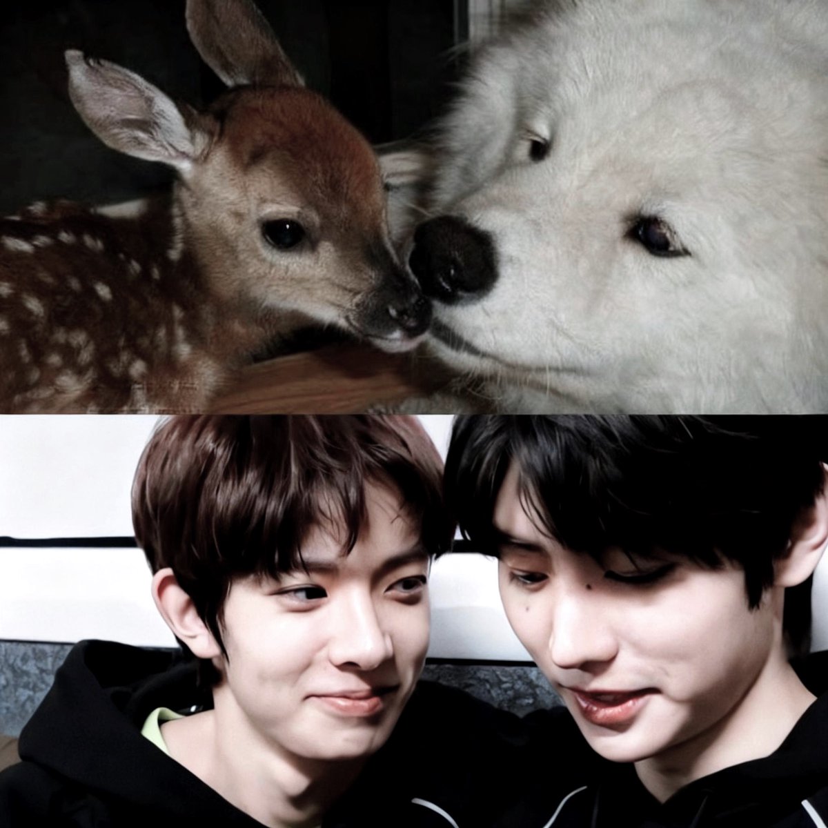 vamplren's tweet photo. whole house misses #heehoon ♥︎ https://t.co/Gp9igwckOp