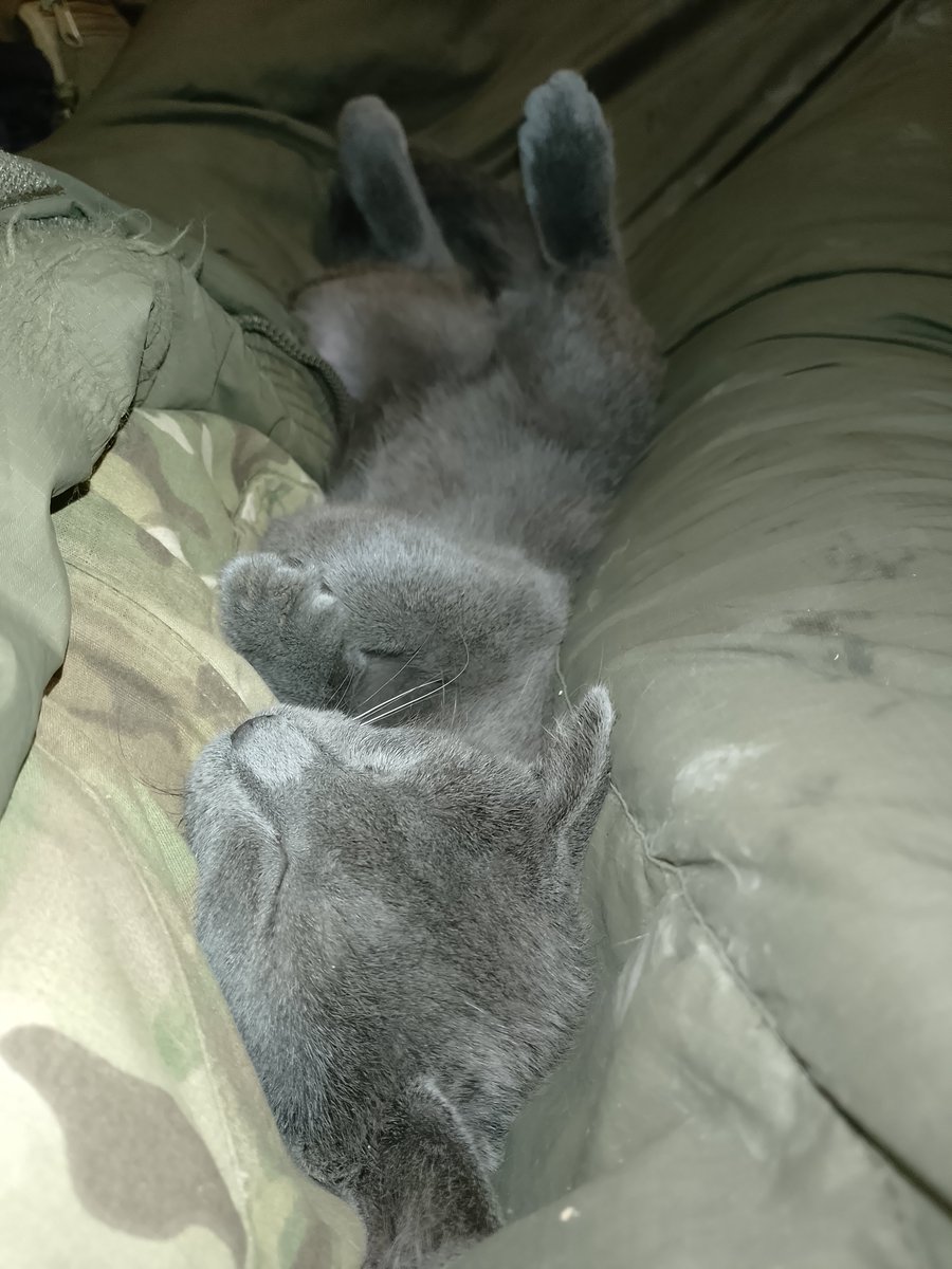 HaruoTakaaki's tweet photo. 野良猫が勝手に脚元で寝てる… https://t.co/cNCXtjUYdF