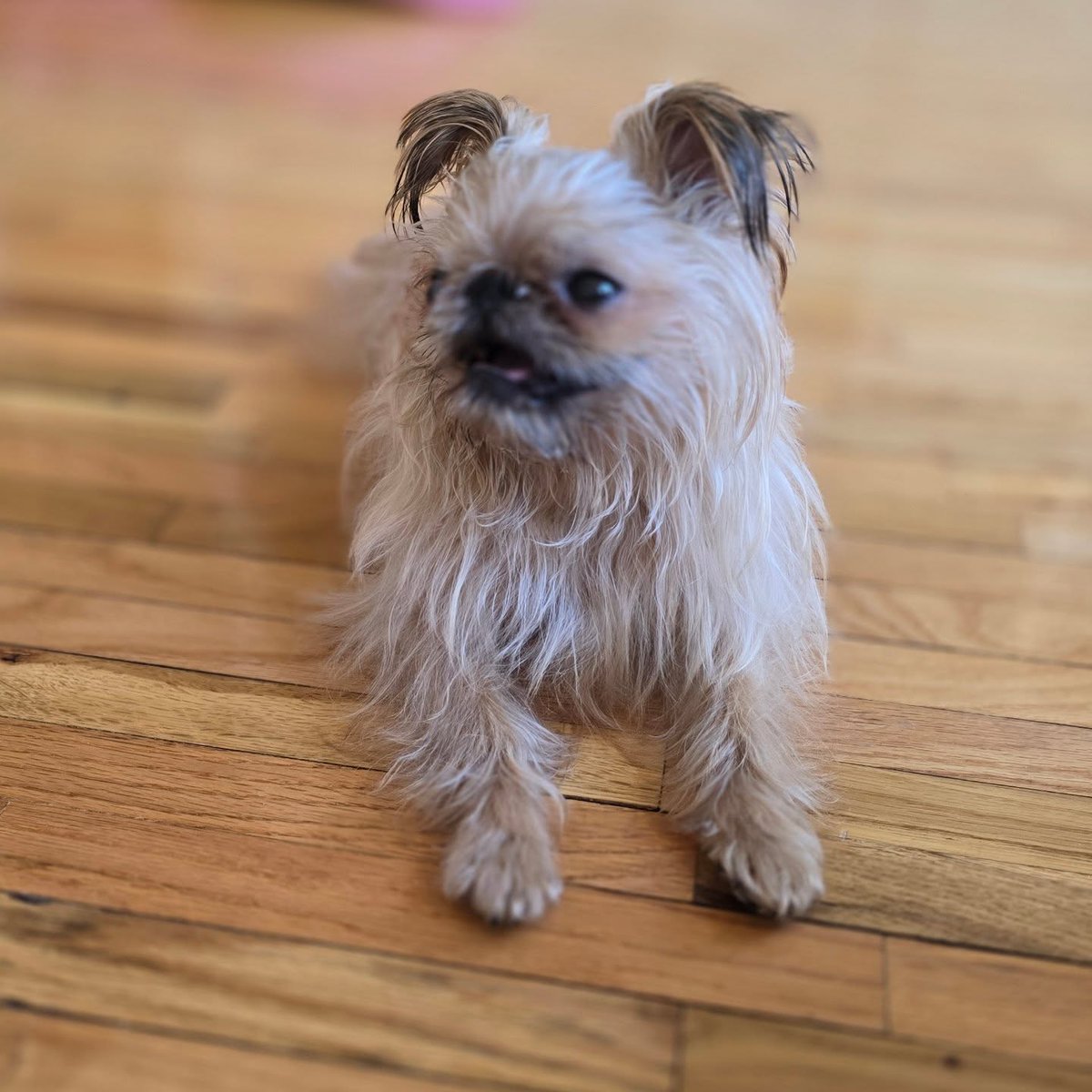 StephaniClkxp's tweet photo. When you hear plastic crinkle… but you’re trying to play it cool. https://t.co/LR8VkarZXb