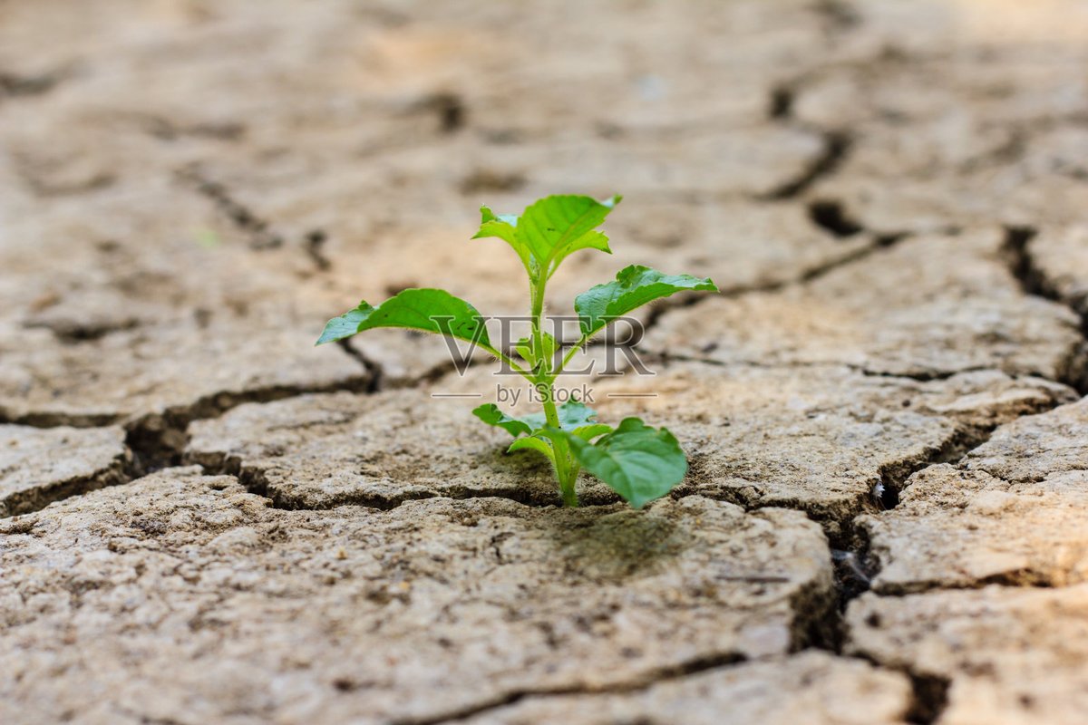 Sesshomaru_17's tweet photo. In the dry season, only the strong saplings rooted in the loyal soil can survive and grow lush. https://t.co/TzhemVeNqZ