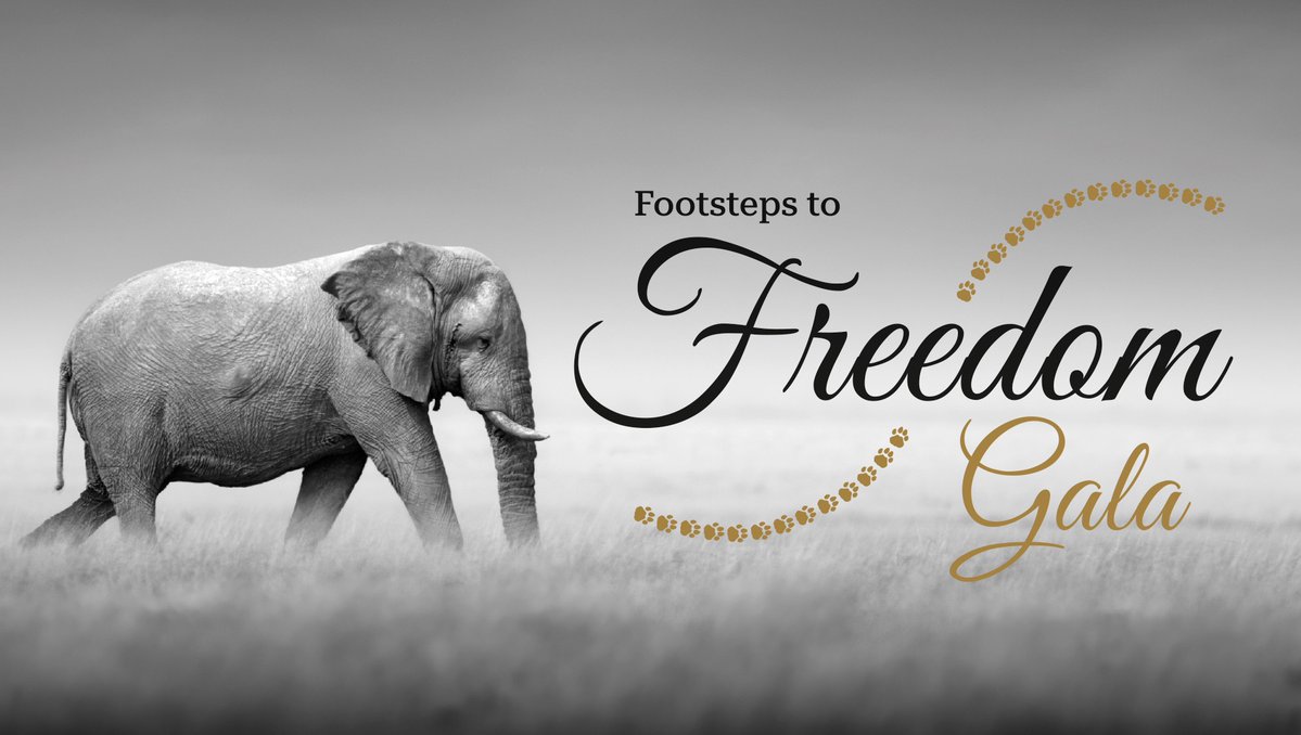 A black and white promotional graphic featuring an elephant walking through tall grass, with the text 'Footsteps to Freedom Gala' and a trail of golden paw prints.