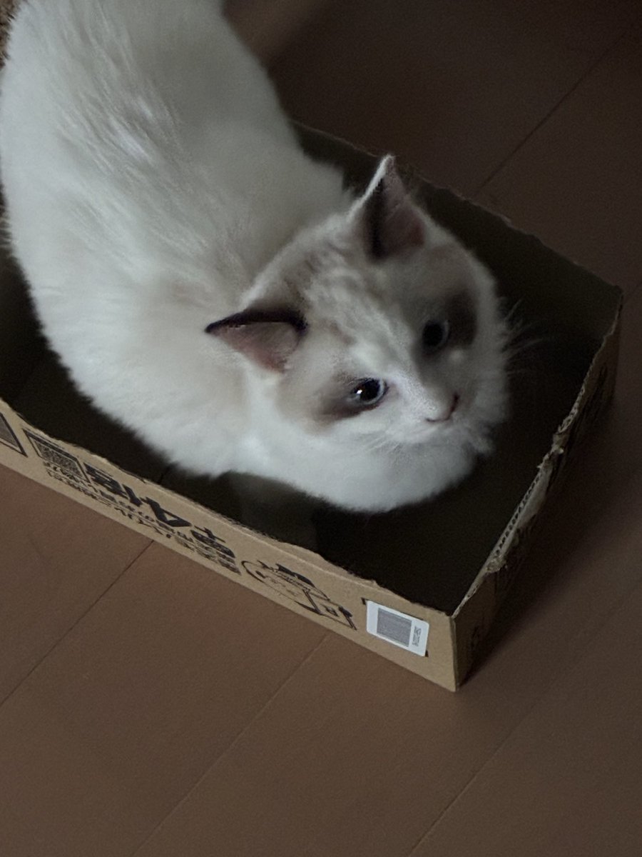 67K8k's tweet photo. ダンボール猫 https://t.co/RMioZqQlOC