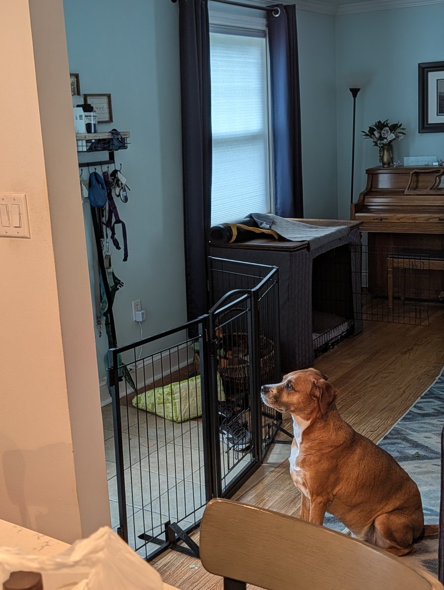 ExpeditionMap's tweet photo. One of my favorite things that Lincoln does is once it hits late enough in the day, he just sits at the door and waits for me or my wife to get home. Once we've been greeted he goes back to waiting for the other one. https://t.co/RlQw8Axe3P
