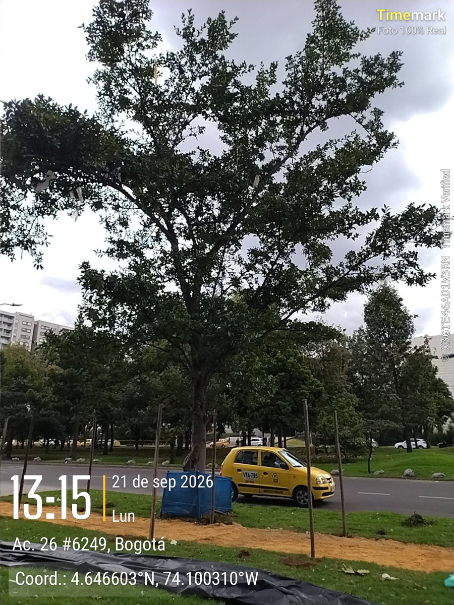 SalitreOriental's tweet photo. Increíble!!! @Ambientebogota talaron cauchos que estaban en perfectas condiciones! Cra 60 con calle 24A y 26. SE RADICÓ OPOSICION A TALA y #CEMSA no esperó respuesta y los TALÓ. Urbanismo #barato @NoticiasCaracol @Citytv @edilesakennedy @nicolasrianoj @EdilAlejandroZ @monicanaar https://t.co/1aICk4s9gH