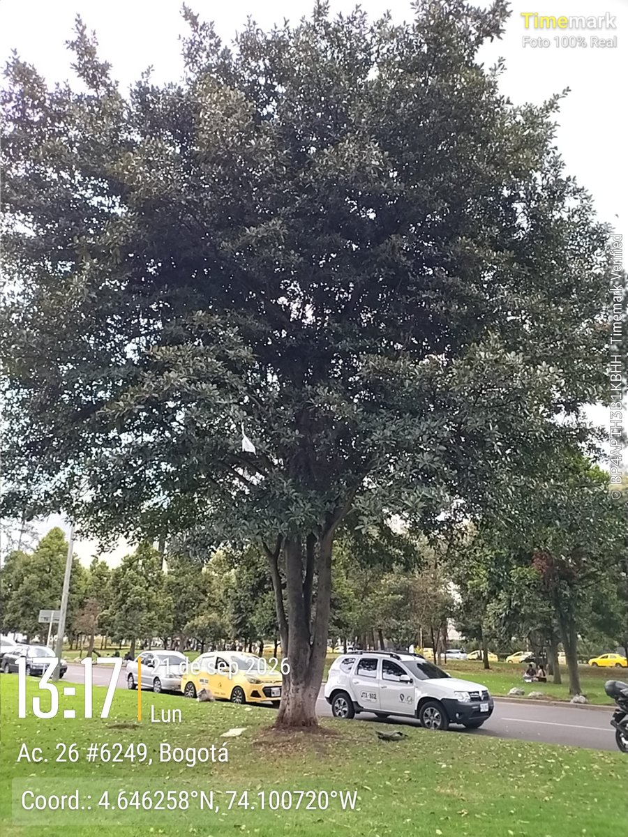 SalitreOriental's tweet photo. Increíble!!! @Ambientebogota talaron cauchos que estaban en perfectas condiciones! Cra 60 con calle 24A y 26. SE RADICÓ OPOSICION A TALA y #CEMSA no esperó respuesta y los TALÓ. Urbanismo #barato @NoticiasCaracol @Citytv @edilesakennedy @nicolasrianoj @EdilAlejandroZ @monicanaar https://t.co/1aICk4s9gH