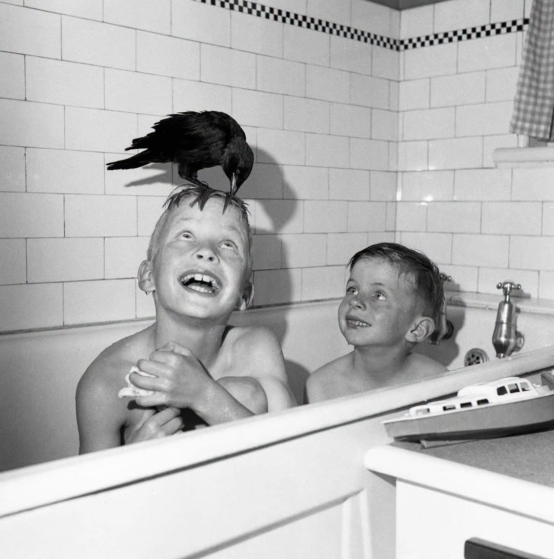 ECrowens's tweet photo. #caption #contest #captionthis #captions wanted #captionsplus #storyprompt #storyprompts #wrongplace #wrongplacewrongtime #wrongway #wrongturn #wrongdoor #wrongnumber
#wronganswer #wronganswers #wronganswersonly #bathtub #crow #strangepets #pets #crows https://t.co/wIVQPtWeLl
