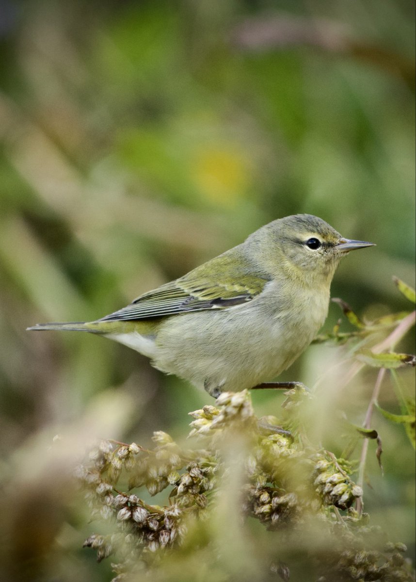 Johnny_200033's tweet photo. #TennesseeWarbler this evening at The Harlem Meer @CentralParkNYC #bircpp https://t.co/x8SJvXbEe2