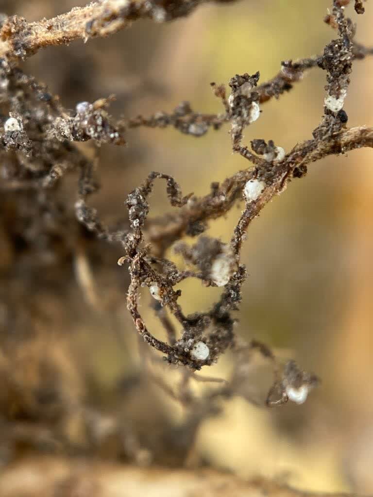 PFSeed's tweet photo. CHARCOAL ROT CHECK | We're seeing charcoal rot in some soybean fields after this summer's dry conditions. Watch for premature plant death and gray stems or roots. Questions or want us to check a field? Call your Peterson rep.

Learn more:  https://t.co/MUMrZrPKWR https://t.co/ujib80VwQU