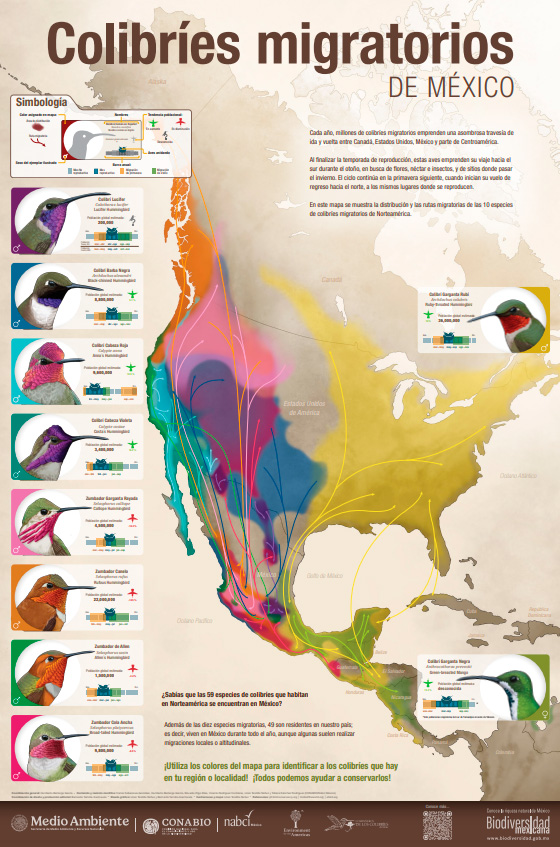 CONABIO's tweet photo. 🧭 ¿Sabías que los colibríes migratorios recorren miles de kilómetros cada año?

Desde Canadá hasta Centroamérica, 10 especies de colibríes cruzan el continente en busca de refugio y alimento durante el otoño. 🌺🍃

Conoce sus fascinantes rutas en este nuevo cartel de consulta digital: 👇 🌐

📥 Consúltalo y descárgalo para consulta digital aquí:
👉 https://t.co/5VUHmUmElA

#BiodiversidadMexicana #CONABIO #Bioteca #EducaciónAmbiental #Colibríes