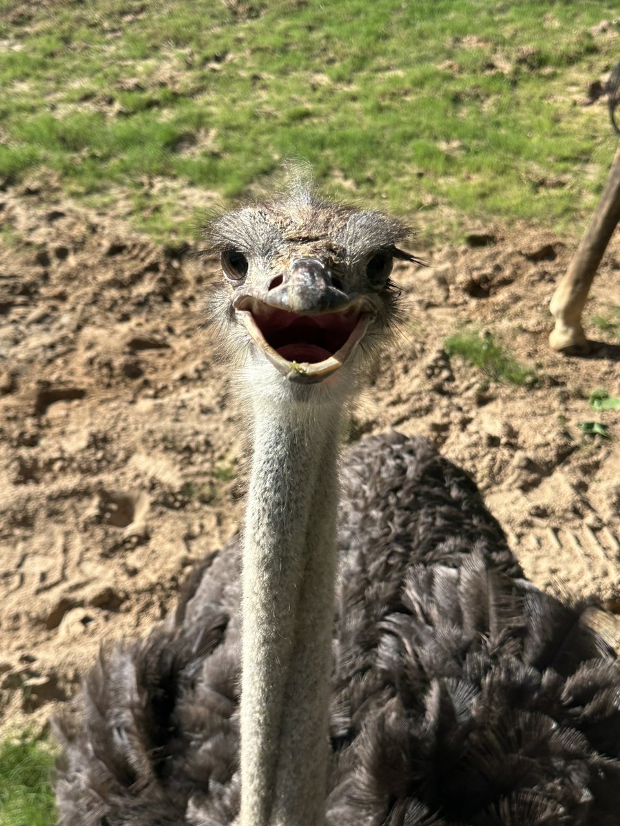 houstonzoo's tweet photo. When someone asks if you want to go to Houston Zoo 👀😄

See our ostrich, Ethel, along with her bestie Agatha, inside our giraffe habitat this week during your next Zoo trip. Buy your tickets here: https://t.co/dTC4xjrPaZ

📸: Hoofstock Team https://t.co/gL8EFc8Lp4